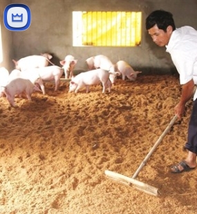 Trấu Dùng Để Lót Chuồng