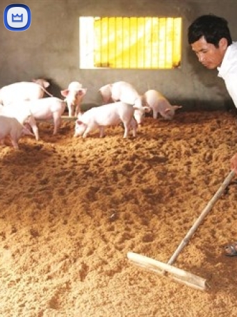Trấu Dùng Để Lót Chuồng